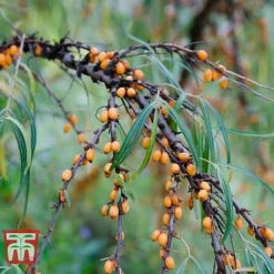 Hippophae Rhamnoides 'Leikora'