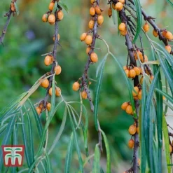 Hippophae Rhamnoides 'Leikora' -Florist Zone HIPP T66226 C