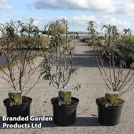 Hippophae Rhamnoides 'Julia' 1 Hippophae Rhamnoides 'Julia'