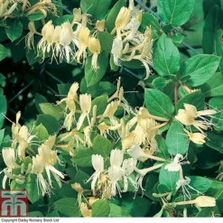 Honeysuckle 'Halliana' -Florist Zone HONE T80311 A