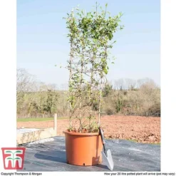 Honeysuckle 'Halliana' - Trellis -Florist Zone HONE WKB9249 F