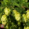 Humulus Lupulus