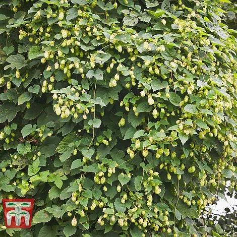 Humulus Lupulus 2 Humulus Lupulus - Image 2