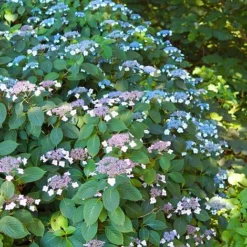 Hydrangea Serrata 'Magic Seduction Annie's Blue'