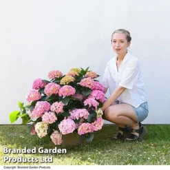 Hydrangea Macrophylla 'Pink' -Florist Zone HYDR MACPINK7L T50414