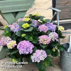 Hydrangea Macrophylla 'Blue' -Florist Zone HYDR MACRBLUE S50294