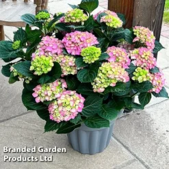 Hydrangea Macrophylla 'Pink' -Florist Zone HYDR MACRPINK S50285