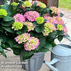 Hydrangea Macrophylla 'Pink' -Florist Zone HYDR MACRPINK S50286