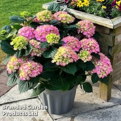 Hydrangea Macrophylla 'Pink' -Florist Zone HYDR MACRPINK S50289