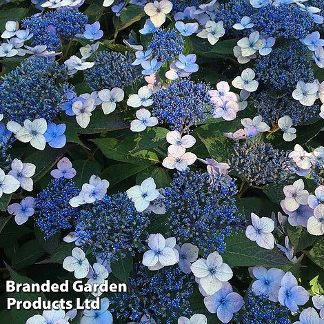Hydrangea Serrata 'Magic Pillow' 1 Hydrangea Serrata 'Magic Pillow'