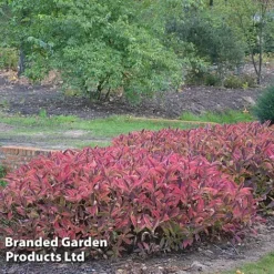 Hydrangea Serrata 'Magic Pillow' 8 Hydrangea Serrata 'Magic Pillow' -Florist Zone HYDR MAGICPILL S34981