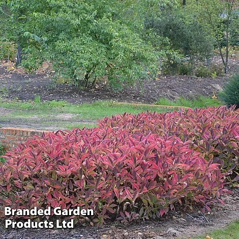 Hydrangea Serrata 'Magic Pillow' 4 Hydrangea Serrata 'Magic Pillow' - Image 4