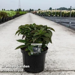 Hydrangea Serrata 'Magic Pillow' 9 Hydrangea Serrata 'Magic Pillow' -Florist Zone HYDR MAGICPILL S45818
