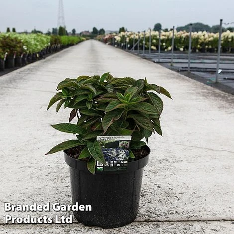 Hydrangea Serrata 'Magic Pillow' 5 Hydrangea Serrata 'Magic Pillow' - Image 5