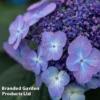 Hydrangea 'Endless Summer POP STAR'
