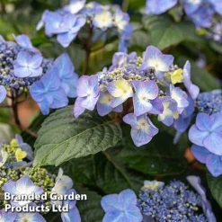 Hydrangea 'Endless Summer POP STAR' -Florist Zone HYDR POPSTARBL S48097
