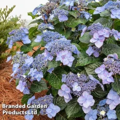 Hydrangea 'Endless Summer POP STAR' -Florist Zone HYDR POPSTARBL S48099