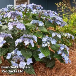 Hydrangea 'Endless Summer POP STAR' -Florist Zone HYDR POPSTARBL S48100