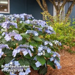 Hydrangea 'Endless Summer POP STAR' -Florist Zone HYDR POPSTARBL S48101