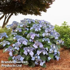 Hydrangea 'Endless Summer POP STAR' -Florist Zone HYDR POPSTARBL S48102