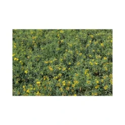 Hypericum Kalmianum 'Blue Velvet' -Florist Zone HYPE T66261 A h