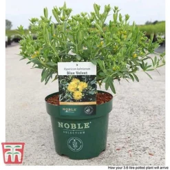 Hypericum Kalmianum 'Blue Velvet' -Florist Zone HYPE T66261 C