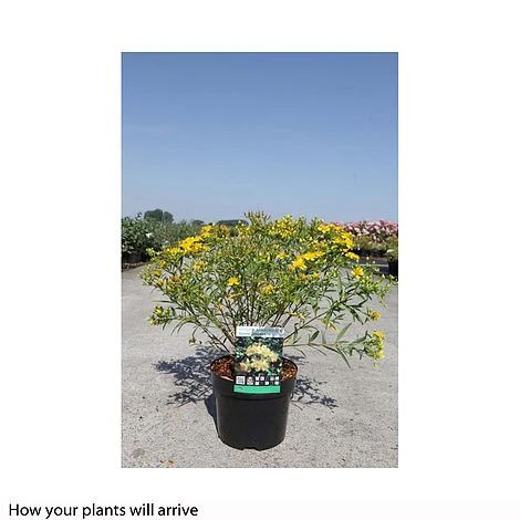 Hypericum Kalmianum 'Sunny Boulevard' 2 Hypericum Kalmianum 'Sunny Boulevard' - Image 2