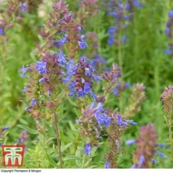 Hyssopus Officinalis -Florist Zone HYSS T58384 B