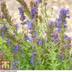 Hyssopus Officinalis -Florist Zone HYSS T58384 C