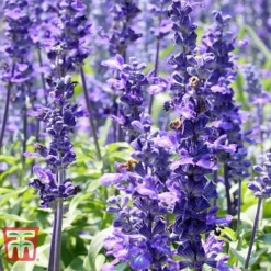 Hyssopus Officinalis -Florist Zone HYSS T58384 F