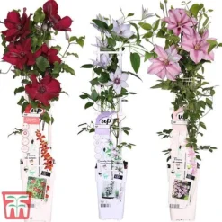 Clematis Patio Collection -Florist Zone How supplied