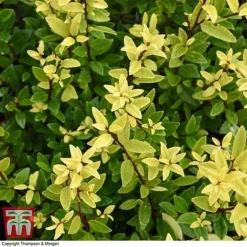 Holly Triflora Var. Kanehirae -Florist Zone ILEX T28603 A1