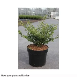 Holly 'Stokes' 7 Holly 'Stokes' -Florist Zone ILEX T66265 A h