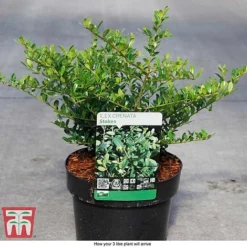 Holly 'Stokes' 6 Holly 'Stokes' -Florist Zone ILEX T66265 D