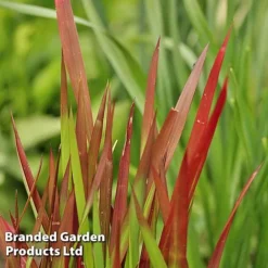 Colourful Ornamental Grass Collection -Florist Zone IMPE REDBARON W48106