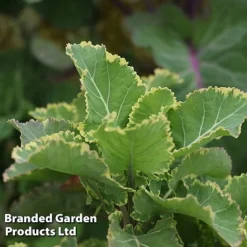 Kale 'Daubenton's Duo' -Florist Zone KALE DAUBVARIE S49325