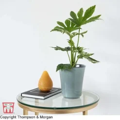 Fatsia Japonica 'Spiders Web' -Florist Zone KB0814 FATS 2