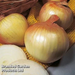 Onion Triple Pack (Autumn Planting) -Florist Zone KC2347 3