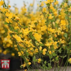 Kerria Japonica 'Golden Guinea' -Florist Zone KERR T58202 C