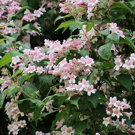 Kolkwitzia Amabilis 2 Kolkwitzia Amabilis - Image 2