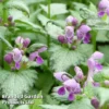 Lamium Maculatum Ghost