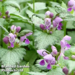 Lamium Maculatum Ghost