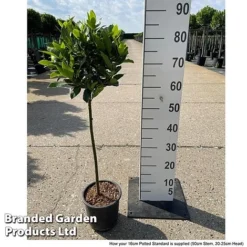 Laurus Nobilis (Standard) -Florist Zone LAUR NOBILISTD S52051