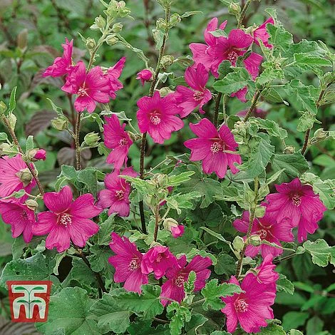 Lavatera X Clementii 'Burgundy Wine' 1 Lavatera X Clementii 'Burgundy Wine'