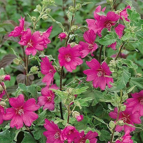 Lavatera X Clementii 'Burgundy Wine' 2 Lavatera X Clementii 'Burgundy Wine' - Image 2