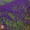 Lavender 'Imperial Gem'