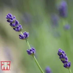 Lavender 'Imperial Gem' 7 Lavender 'Imperial Gem' -Florist Zone LAVE T80302 D