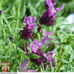Lavender 'Antibes' -Florist Zone LAVE T80303 D