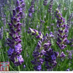 Lavender 'Heavenly Night'