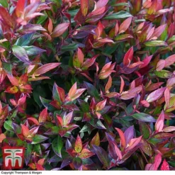 Leucothoe Axillaris 'Little Flames' -Florist Zone LEUC 66323 A1